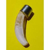 ราคา เขี้ยวหมูตัน เครื่องราง ของเก่าเก็บ ขนาดยาว 4 5x1 5 cm (17746857376)