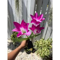 ราคา RGB LEDไฟโซล่าเซลด้วยดอกลิลลี่ที่ใหญ่กว่า 4 ดอกไฟตกแต่งสำหรับตกแต่งสวนสวนต้นไม้ปลอมดอกไม้ปลอมตกแต่งสวน ทางเดินในสวน (17574342210)