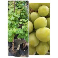 ราคา Green Grape ต้นองุ่นไร้เมล็ดองุ่นเขียวอเมริกาไร้เมล็ด Sugar Crunch กรอบ หวาน อร่อยมาก อเมริกา องุ่นนอน ผลสีเขียว จำนวน1ต้น (17239211293)