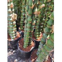 ราคา ต้นไผ่น้ำเต้า ไผ่เต้า จัดส่งถึงดำ 10 นิ้ว มี 3 ต้น Buddhas Belly Bamboo ลำต้นสูง 70 80 ซม ต้นไม้แข็งแรงทุกต้น จัดส่งสินค้าตามภาพ ภาพถ่ายจากต้นไม้ทางร้านค้า เรารับประกันจัดส่งห่ออย่างดี (7792902386)