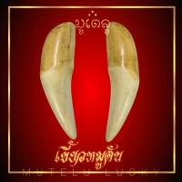 ราคา เขี้ยว เขี้ยวหมูตัน ปลายแหลม ยาว 10 7 ซม หากินเก่งหากินคล่อง (17452398905)