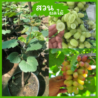 ราคา องุ่นเขียวแม่มดนำแบบติดตาแล้ว ต้นกล้าองุ่นแบบติดตาแล้ว ต้นสูง 40 60 ซม นำเข้าจากออสเตรเลีย (16837372848)