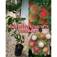 ราคา ต้นเงาะโรงเรียนที่อร่อยที่สุด เงาะโรงเรียนนาสาร เป็นเงาะที่หวานกรอบ ผลสีแดงเข้มปลายขนสีเขียว น่าทานมากๆจ้า ต้นติดตา โตเร็ว ให้ผลผลิตไว ขนาด 70 80 ซม (14190973468)