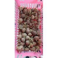 ราคา 5 ต้น แห้วกระต่าย ไม้โขด ต้นไม้จิ๋ว ต้นไม้สายย่อ หัวหน่อว่าน Brachystelma spec thailand หรืออีกชื่อคือ กระต่ายสมหวัง (20979189437)