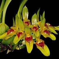 ราคา กล้วยไม้หายาก สิงโตกราวีโอเลน ดอกหอม Bulbophyllum graveolens (11113406244)
