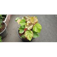 ราคา ต้นโพธิ์ 7 สี ต้นโพธิ์ หรือ ต้นโพ Sacred fig ไม้มหามงคล จัดส่งพร้อมกระถาง 10 นิ้ว ลำต้นสูง 30ซม (20978295411)