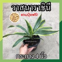 ราคา แถมปุ๋ยฟรี วาสนาราชินี วาสนาสามสี กระถาง 4 นิ้ว ต้นไม้ มงคล ต้นไม้ นำโชค ปลูกเพื่อ เพิ่ม วาสนาบารมี เรียกทรัพย์ (12533440241)