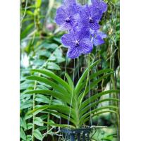 ราคา 30 เมล็ดพันธุ์ เมล็ดกล้วยไม้ ฟาแลนนอปซิส Phalaenopsis Orchids Orchid flower Seed อัตราการงอก 80 85 (11782196607)