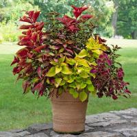 ราคา 30 เมล็ด ฤษีผสม Coleus ฤๅษีผสม ไม้มงคล ต้นไม้เพิ่มสีสัน ต้นไม้เรียกทรัพย์ สายพันธุ์ Confetti Classic (21226662886)