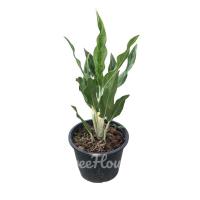 ราคา เศรษฐีใหม่ กระถาง 6 นิ้ว Aglaonema sp Setthirmai pot 6 (20714395003)
