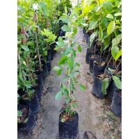 ราคา ขายดีอันดับ1 ต้นเชอร์รี่หวาน ส่งทั่วไทย ต้นไม้ ฟอก อากาศ กระถาง ต้นไม้ ไม้ ประดับ ต้นไม้ ปลูก ใน บ้าน (13081368508)