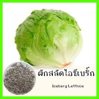 ราคา พร้อมส่ง รหัส 039 เมล็ดพันธุ์แท้ OP ผักสลัดไอซ์เบิร์ก ผักสลัดแก้ว ใบกรอบ อร่อย รสชาติหวานกรอบ Iceberg Lettuce ผักสลัด (6645360475)