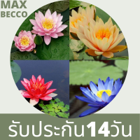 ราคา 5 เมล็ด เมล็ดบัว คละสี ดอกใหญ่ ของแท้ 100 เมล็ดพันธุ์บัวดอกบัว ปลูกบัว เม็ดบัว สวนบัว บัวอ่าง Lotus seed (4246156098)