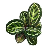 ราคา คล้านกยูงเขียว v 3 กระถาง 5 นิ้ว (20694216865)