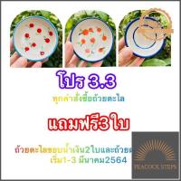 ราคา ถ้วยตะไล เกรดA 20ใบ ถ้วยทำขนม ถ้วยเซรามิค ถ้วยตะไลราคาโรงงานอุปกรณ์ทำขนม Ceramic Small Cup Pinwheel CupSauce cup คุณภาพดี Peacock Steps (10319658349)