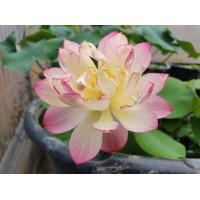 ราคา 5 เมล็ด เมล็ดพันธุ์บัว บัวนอก สายพันธุ์ Little Pink in Nanyue สีชมพู พิงค์ บัวแคระ Micro Lotus Tea Cup Lotus บัวจักรพรรดิ์ บัวสวมงาม บัวนำเข้า Lotus Seeds (19493508276)