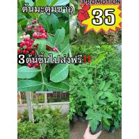ราคา ต้นมะตูมแขก มะตูมซาอุ (15455164899)