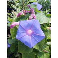 ราคา Morning Gloryต้นมอร์นิ่งกลอรี่ มอร์นิ่งกลอรี่ ผักบุ้งฝรั่ง Morning glory มอร์นิ่งกอรี่ ผักบุ้ง ไม้เลื้อยดอกสวยจัดส่งพร้อมกระถางชำ10นิ้ว (19420896836)