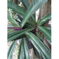 ราคา ว่านกาบหอยต้นใหญ่ (16274957016)