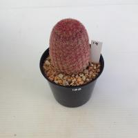 ราคา เรนโบว์ Rainbow Cactus แมมมิลลาเรีย Mammillaria แคคตัส กระบองเพชร MA00 (21059069313)
