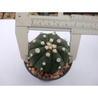 ราคา แอสโตรไฟตั้ม Astrophytum asterias ขนาด 2 5 ซม ต้นกระบองเพชร ต้นแคคตัส กรุณาอ่านรายละเอียดก่อนทำการสั่งซื้อครับ (16787843036)