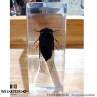 ราคา ที่ทับกระดาษแมลงสต๊าฟ ที่ทับกระดาษแมลง แมลงสต๊าฟเป็นที่ทับกระดาษ (5140624081)