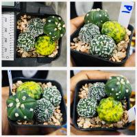ราคา แอสโตรไฟตัม กระถางเดี่ยวและพ็อต แอสทีเรียส นูดัม ซูเปอร์ เว้า ปลาดาว เต่า Astrophytum cactus pot กระบองเพชร แคคตัส (20957056148)