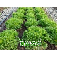 ราคา เมล็ดผักอินทรีย์ เมล็ดพันธุ์ผักสลัด เมล็ดผักสลัด 100 200 เมล็ด 10 บาท 10 แถม 1 คละได้ (17441997711)