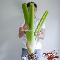 ราคา Alocasia Borneo Giant บอน กระดาด ยักษ์ ต้นกระดาด ต้นบอน (21216593524)