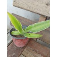 ราคา ต้นอากาเว่ ต้นลูก ชุด 1 ต้น (18905773613)