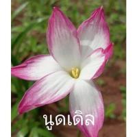 ราคา บัวดิน บัวดินนูดเดิล หัวขนาดให้ดอก บัวดินสีชมู หัวบัวดิน บัวดินลาบูฟ บัวดินนูดเดิล ไม้คลุมดิน (17974773014)