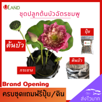 ราคา Uland ชุดพร้อมปลูกต้นบัวฉัตรชมพู ต้นบัว บัวฉัตรชมพู บัวฉัตร ดอกบัวชมพู บัวหลวง บัวไหว้พระ สวนบัว (9825475206)
