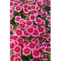 ราคา รวมเมล็ดพันธุ์ดอกไม้ หลากหลายชนิด ดอกเบญจมาศ แอสเตอร์ รักเร่ ดอกบัว ดอกลาเวนเดอร์ ดอกคาร์เนชั่ร ซองละ 29 บาท (7836600670)