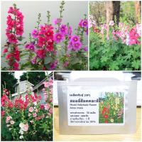 ราคา เมล็ดพันธุ์ ดอกฮอลลี่ฮ็อคคละสี Mixed Hollyhock Flower Seed 50 เมล็ด คุณภาพดี ราคาถูก ของแท้ (2558744639)