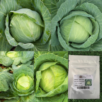 ราคา เมล็ด กะหล่ำปลีเขียว Cabbage Golden Acre 30 120 เมล็ด กะหล่ำปลี กะหล่ำ เมล็ดพืชสวนครัว ผัก สวนครัว เมล็ดพันธุ์ (12258277135)