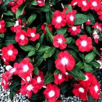 ราคา 20 เมล็ด ดอกแพงพวย แพงพวยฝรั่ง เมล็ดดอกไม้ Vinca Periwinkle Seeds สายพันธุ์ Cherry Brilliant Eye (21275452495)