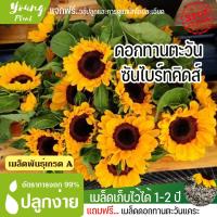 ราคา เมล็ดพันธุ์ดอกทานตะวัน ซันไบร์ทคิดส์ 5 เมล็ด อัตราการงอก95 ปลูกง่าย โตไว แถมฟรี เมล็ดดอกทานะตะวันจิ๋ว (12261776356)