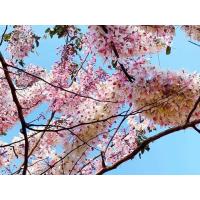 ราคา เมล็ดต้นกัลปพฤกษ์ (12738816461)