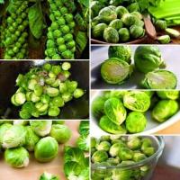 ราคา เมล็ดกะหล่ำดาว Brussel Sprouts กะหล่ำดาว บรรจุ150เมล็ด (10400653052)