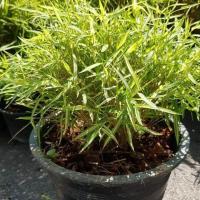 ราคา ไผ่แมว แบบพุ่ม หญ้าแมว ต้นไผ่แมว ต้นไผ่เงิน สมุนไพรแมว หมา กระต่าย ชั้นเลิศ จัดส่งพร้อมกระถาง 11 นิ้ว ลำต้นสูง 30 ซม ต้นไม้แข็งแรงทุกต้น เรารับประกันจัดส่งห่ออย่างดี จัดส่งสินค้าตามรูป (8596136723)