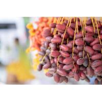 ราคา 10 เมล็ด เมล็ดพันธุ์ อินทผาลัม Date palm จากต้นเพาะเนื้อเยื้อ สายพันธุ์ บาฮี แดง (8455433589)