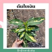 ราคา ต้นสามกษัตริย์ ต้นใบเงิน ต้นใบทอง ต้นใบนาก ไม้แดด (17295587928)