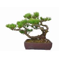 ราคา ขายส่ง 100 เมล็ด เมล็ดสนใบพาย สนใบพาย Podocarpus polystachyus หลิวอรหันต์ สนจักรพรรดิ์ หลิวไต้หวัน สนประดิพัทธ์ สนใบเล็ก พญาไม้ใบเล็ก (351919435)