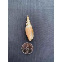 ราคา จี้หอยสังข์ธรรมชาติ Natural conch pendant Gold and silver plated (20050293892)