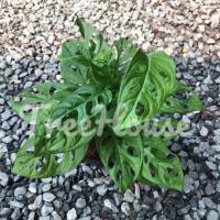 ราคา พลูด่างพลูทองพลูฉลุ กระถาง 4 (20720021609)