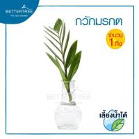 ราคา ต้นไม้เลี้ยงน้ำได้ จำนวน 1 ต้น ต้นไม้ฟอกอากาศ ต้นไม้ พลูด่าง พลู พลูด่างฟอกอากาศ ไม้น้ำ (19725061822)