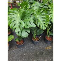ราคา ต้นมอนสเตอร่า monstera ไม้ฟอกอากาศ ไม้ประดับ ต้นสูง 90 100ซม จัดส่งพร้อมกระถาง11นิ้ว (16477411037)
