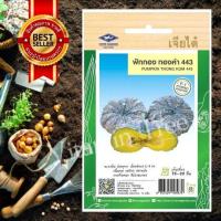ราคา เมล็ดพันธุ์ ฟักทอง ทองคำ443 10เมล็ด PUMPKIN SEED เจียไต๋ เมล็ด ต้นไม้ เมล็ดผัก ผัก ผักสวนครัว สลัด เมล็ดพันธุ์พืช (10038691728)