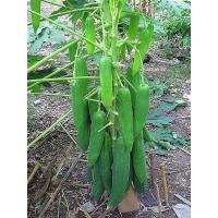 ราคา เมล็ดพันธุ์มะละกอพันธุ์ต่างๆมีดังนี้ (7822905075)