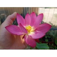 ราคา 5 เมล็ด เมล็ดพันธุ์บัว บัวนอก สายพันธุ์ Huohua สีชมพู พิงค์ บัวแคระ บัวจิ๋ว Mini Lotus Tea Cup Lotus บัวจักรพรรดิ์ บัวสวมงาม บัวนำเข้า (19493494312)